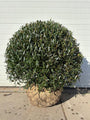 Steenlinde - Phillyrea angustifolia
