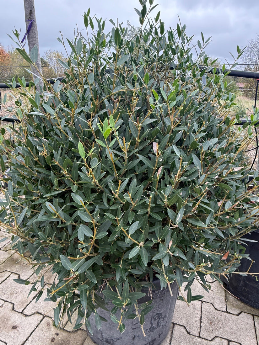 wintergroene steenlinde bolvorm