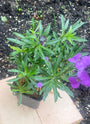 Steenraket - Erysimum linifolium 'Bowles Mauve'