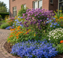 steenzaad lithodora heavenly blue (op voorgrond) met margriet, asters, akelei 'aquilegia' en zonnekruid 'helenium'