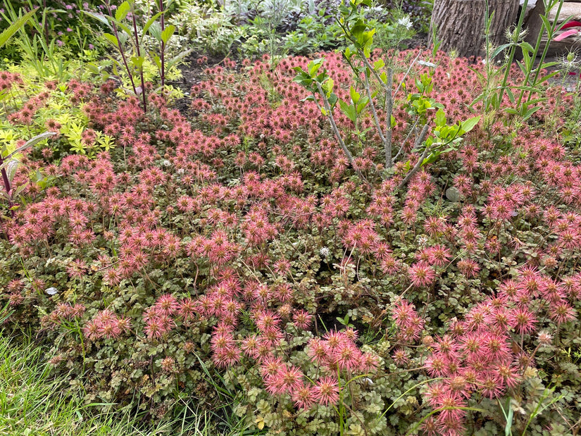 Stekelnootje - Acaena microphylla (ook per/m2) TIP