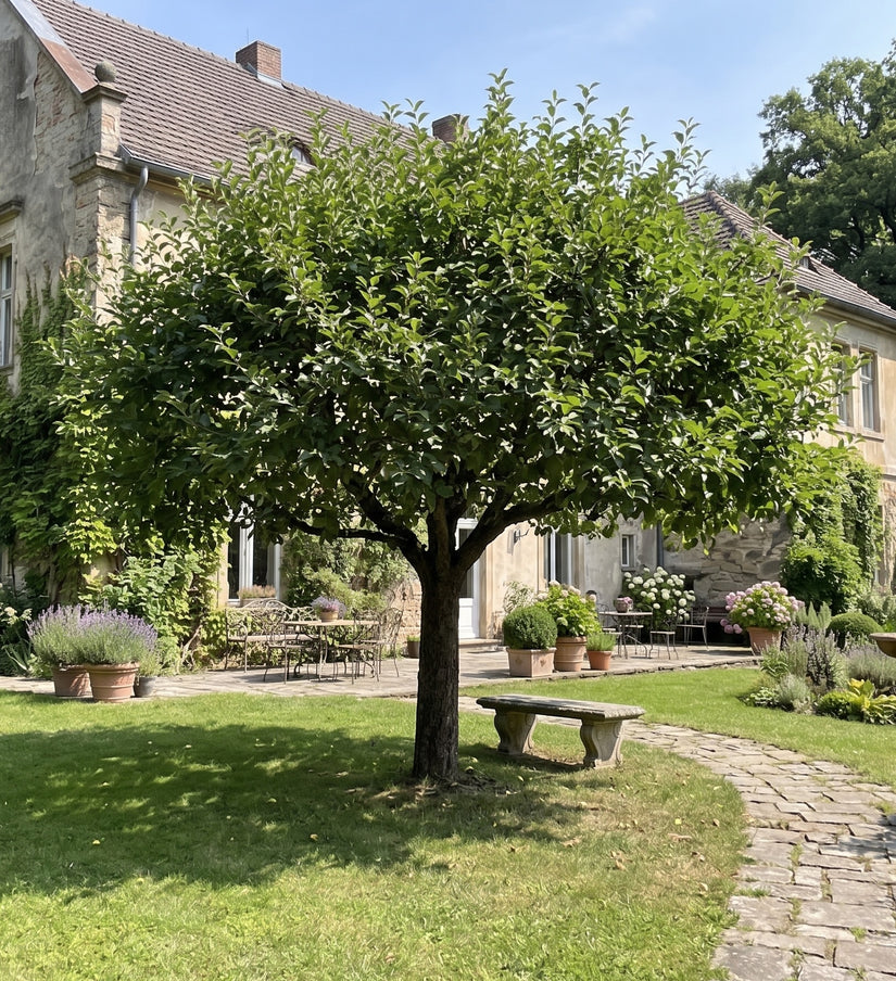 volgroeide sterappel boom op hoge stam