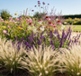 Vedergras - Stipa Tenuifolia 'Ponytails' TIP