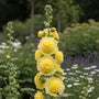 Stokroos - Alcea rosea 'Pleniflora' geel