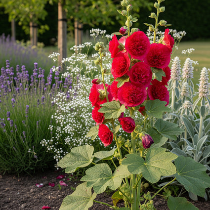 Stokroos - Alcea rosea 'Pleniflora' rood