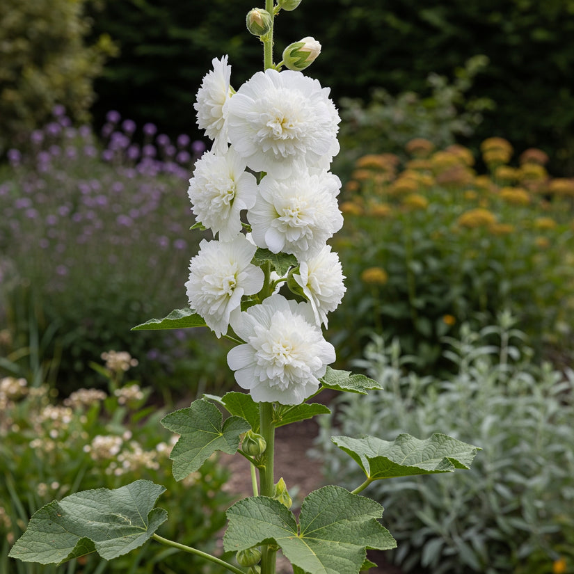 Stokroos - Alcea rosea wit
