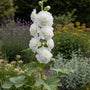 Stokroos - Alcea rosea wit