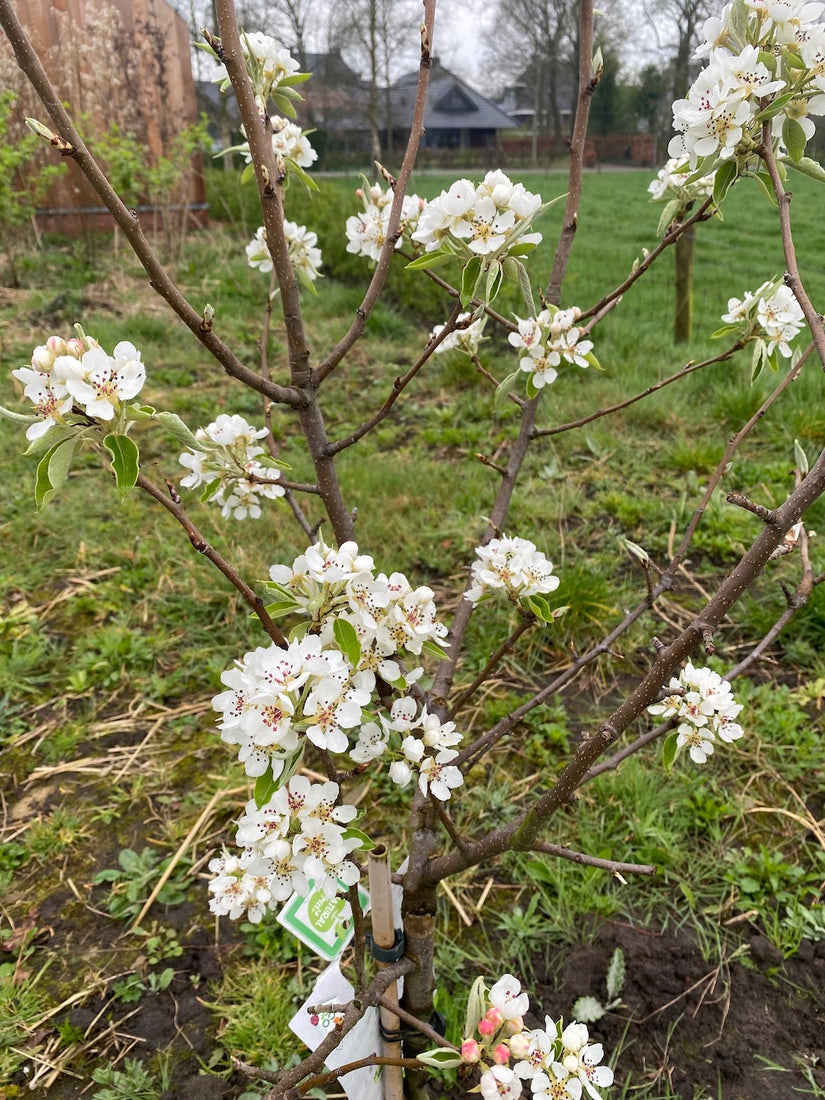 wilde gieserman bloemen voorjaar - stoofperen boom