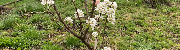stoofperen boompje in het voorjaar bloei