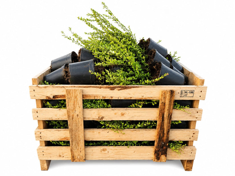 Struikkamperfoelie -  Lonicera nitida - C1.5 pot aanbieding 80 stuks
