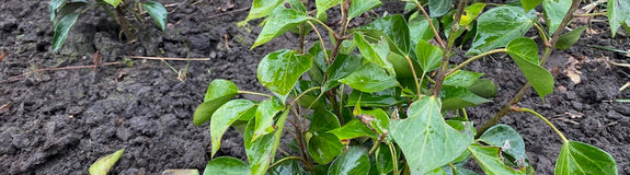 Struikklimop - Hedera helix 'Arborescens'