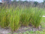 Struisriet - Calamagrostis x acutiflora 'Karl Foerster' TIP