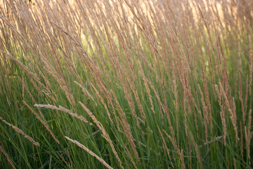 Struisriet - Calamagrostis x acutiflora 'Overdam'