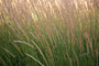 Struisriet - Calamagrostis x acutiflora 'Overdam'