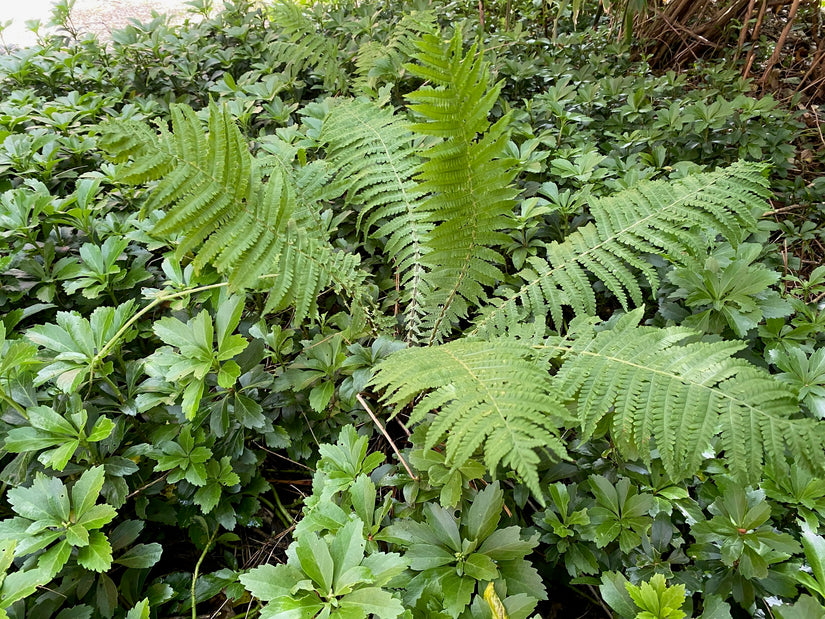 Struisvaren - Matteuccia struthiopteris