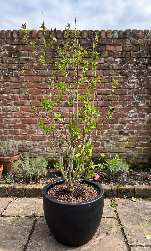 Gewone Sering - Syringa vulgaris 'Sensation'