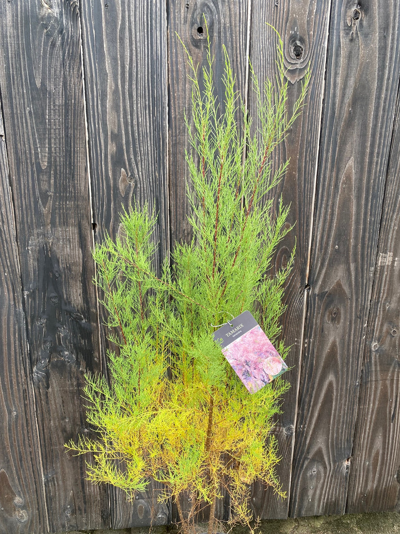 Voorbeeld Tamarisk Tamarix Tetranda struik/boompje In C7.5 pot 80-100 cm