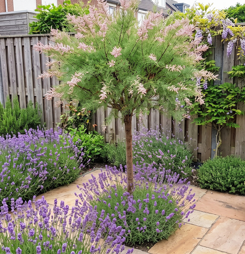 Tamarisk (Hoogstam) - Tamarix africana