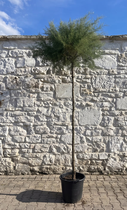 Tamarisk - Tamarix tetrandra hoogstam boom