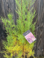 Voorbeeld Tamarisk heester In C7.5 pot 80-100 cm