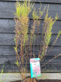 Tamarisk - Tamarix tetrandra