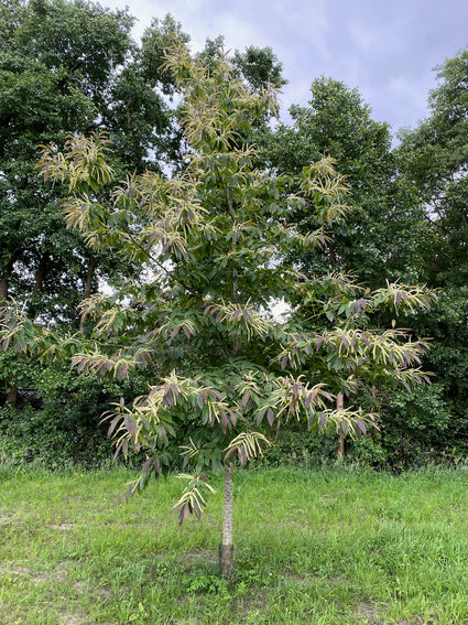 Tamme kastanje - Castanea sativa op stam