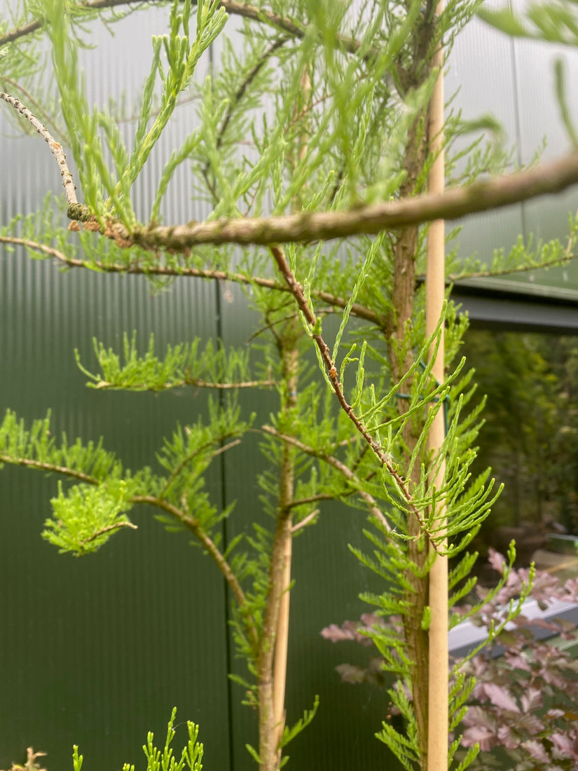 Moerascipres - Taxodium distichum