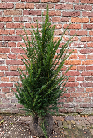 Kluitplant 60-80 cm, extra stevige kluit