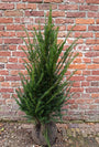 Taxushaag - Taxus baccata