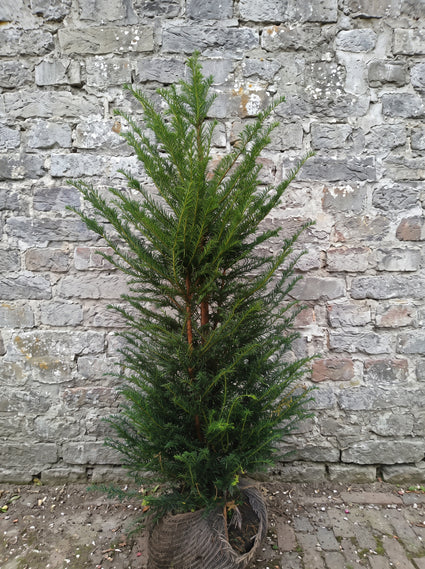 Taxushaag - Taxus baccata