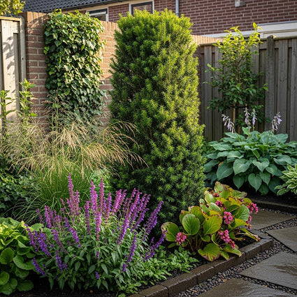 Taxus - Taxus media 'Groenland'