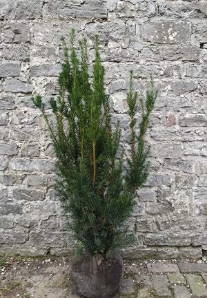 Kluitplant 80-100 cm met extra stevige kluit