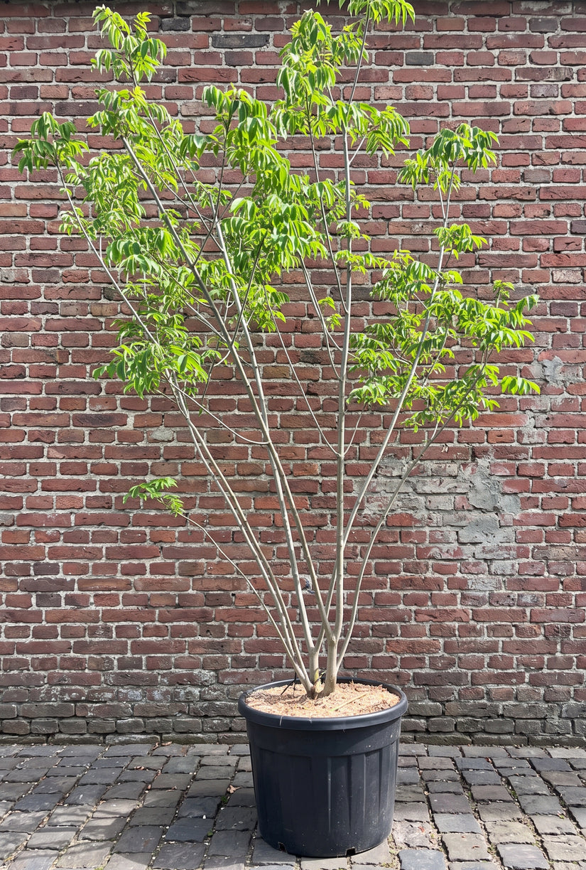 Gele Zeepboom (Meerstammig) - Koelreuteria paniculata