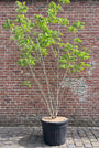 Gele Zeepboom (Meerstammig) - Koelreuteria paniculata