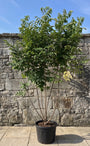 Bijenboom - Tetradium daniellii meerstammig