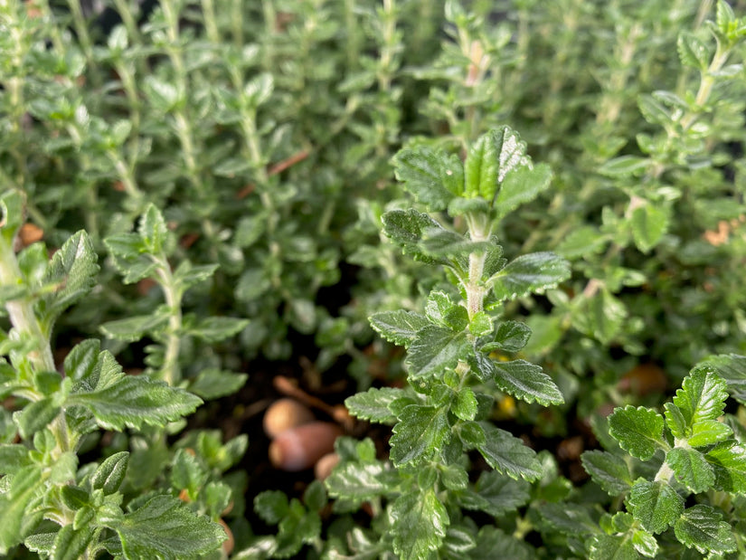 Gamander - Teucrium lucidrys