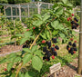 Bramenstruik - Rubus fruticosus 'Thornfree'