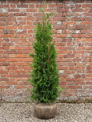 Kluitplant 125-150 cm, extra stevige kluit