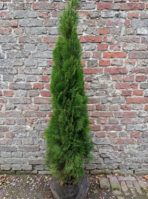 Westerse levensboom - Thuja occidentalis 'Smaragd'