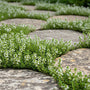 Biologisch Kruiptijm 'Wit' - Thymus praecox 'Albiflorus' (ook per/m2)