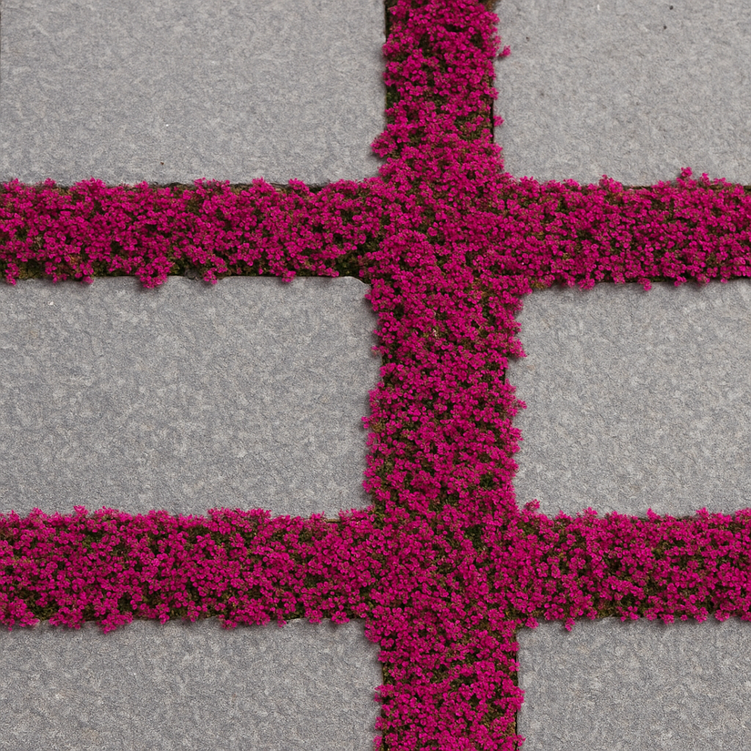 Biologisch Kruiptijm 'Roze/Rood' - Thymus praecox 'Coccineus' (ook per/m2)