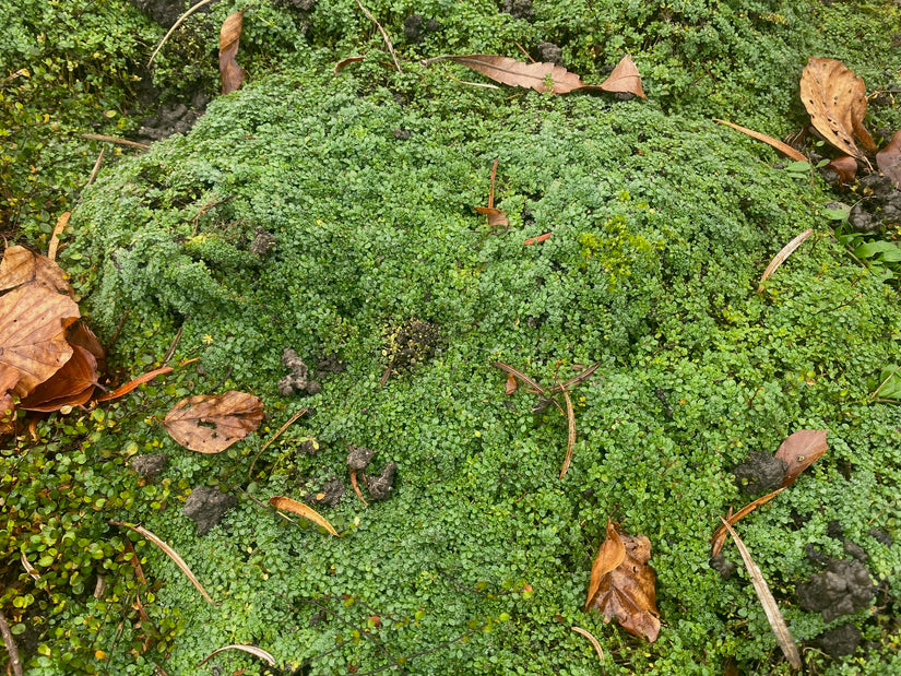 Kruiptijm - Thymus praecox 'Minor'