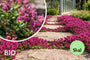 Biologische Kruiptijm - Thymus praecox 'Red Carpet'