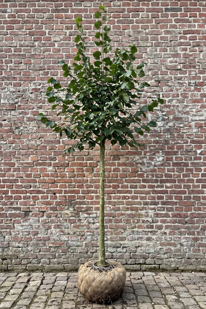 Lindeboom (Hoogstam) - Tilia cordata 'Roelvo'