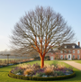 Kleinbladige Winterlinde - Tilia cordata 'Winter Orange'