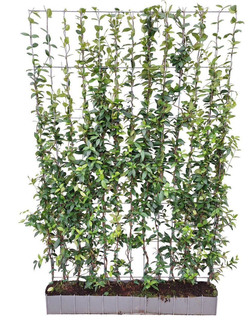 Kant en klare Toscaanse Jasmijn haag - Trachelospermum jasminoides 180 x 120 cm Sterjasmijn wit