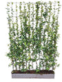Kant en klare Toscaanse Jasmijn haag - Trachelospermum jasminoides 180 x 120 cm Sterjasmijn wit
