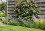 Toscaanse jasmijn - Trachelospermum asiaticum 'Pink Showers'