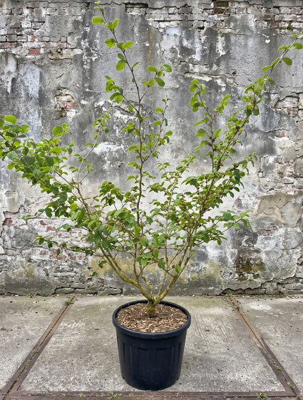 toverhazelaar Hamamelis pallida meerstammig in blad medio mei