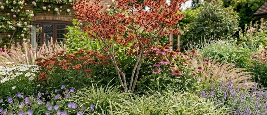 combinatie met zegge carex ice dance, geraniums, zonnehoed 'echinacea' en duizendblad 'achillea'